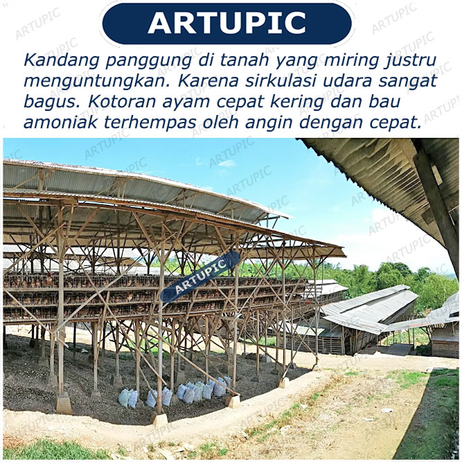 Kandang panggung ayam petelur