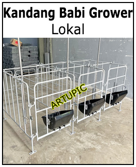 Kandang Babi grower lokal