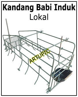 Kandang Babi induk lokal